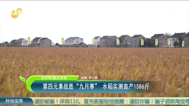 【史丹利·星光农场】第四元素战胜“九月寒” 水稻实测亩产1586斤