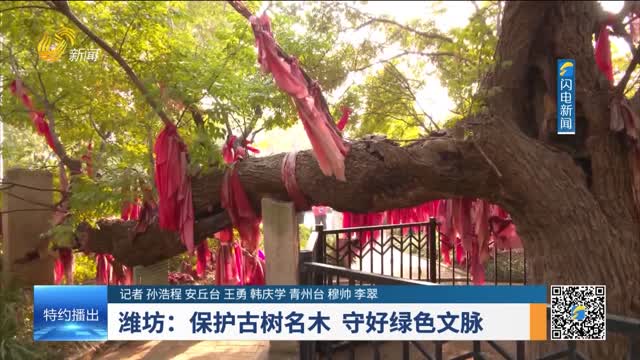 潍坊：保护古树名木 守好绿色文脉