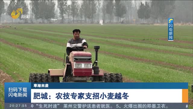 【寒潮来袭】肥城：农技专家支招小麦越冬