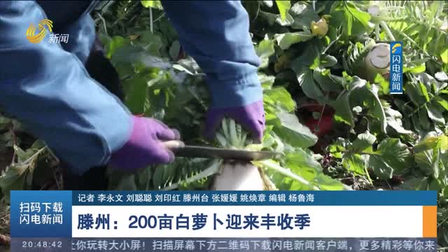 滕州：200亩白萝卜迎来丰收季