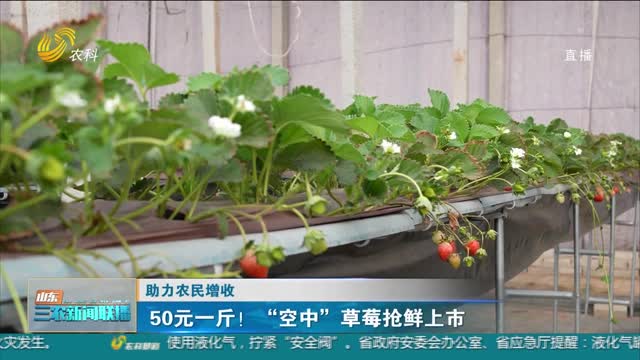 【助力农民增收】50元一斤！“空中”草莓抢鲜上市