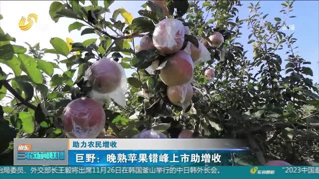 【助力农民增收】巨野：晚熟苹果错峰上市助增收