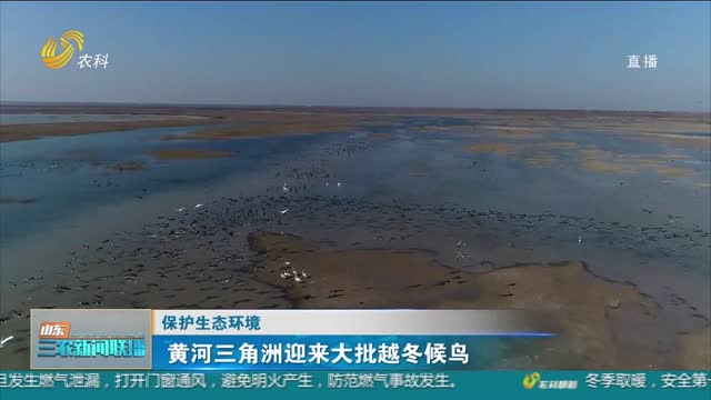 【保护生态环境】黄河三角洲迎来大批越冬候鸟