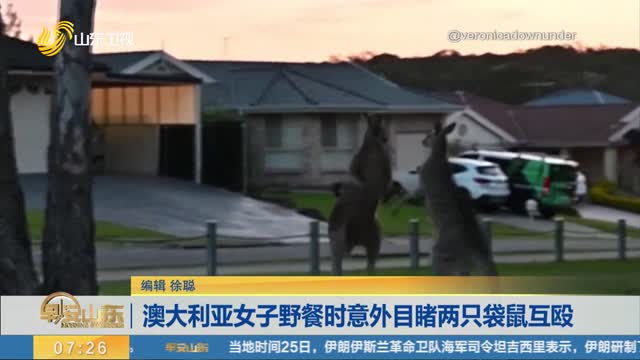 澳大利亚女子野餐时意外目睹两只袋鼠互殴