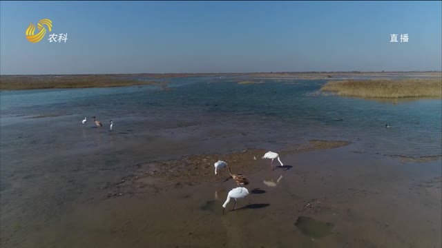黄河三角洲自然保护区迎来越冬候鸟