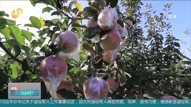 【金融惠农】青岛：果树气象指数保险 为果农撑起“保护伞”