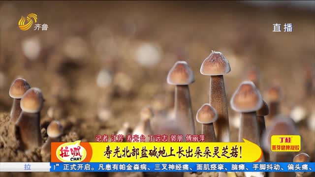 盐碱地里长出大蘑菇