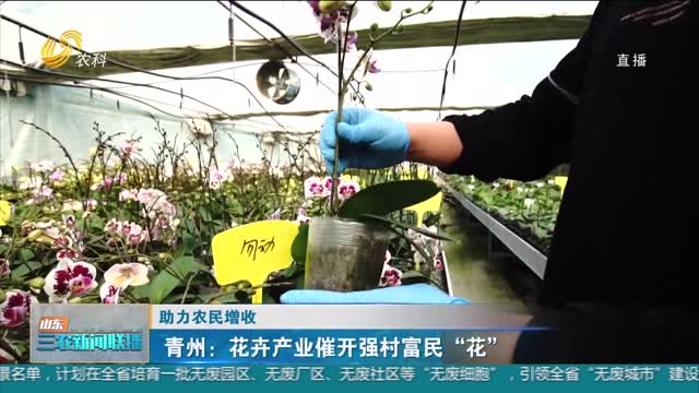 【助力农民增收】青州：花卉产业催开强村富民“花”