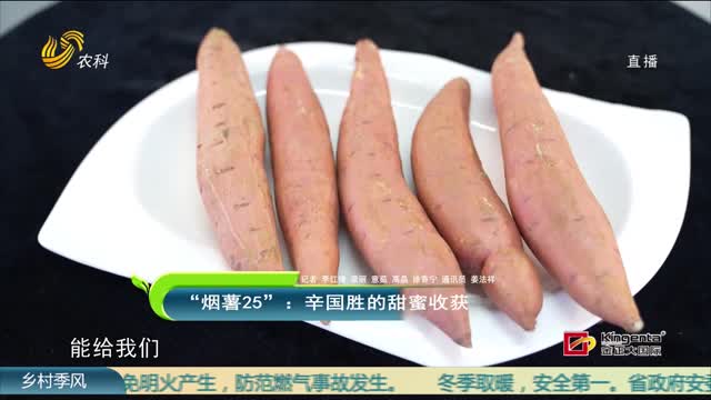 【育种人生】“烟薯25”：辛国胜的甜蜜收获