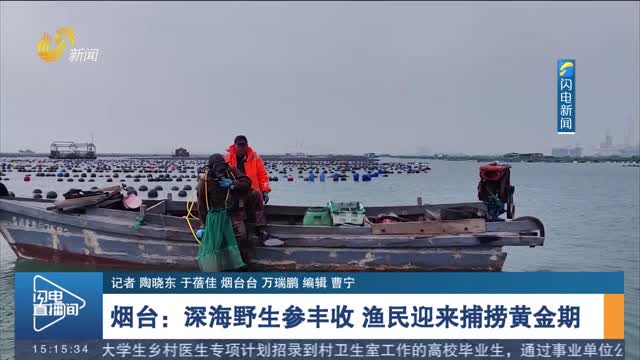 烟台：深海野生参丰收 渔民迎来捕捞黄金期