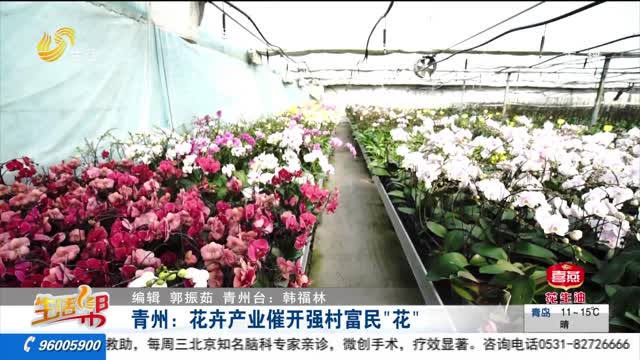 青州：花卉产业催开强村富民“花”