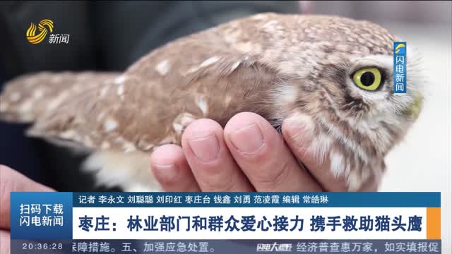 枣庄：林业部门和群众爱心接力 携手救助猫头鹰