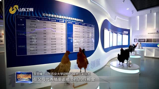 山东黄羽肉鸡育种取得突破进展 培育出第三个新品种