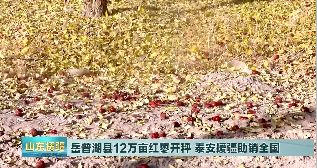 岳普湖县12万亩红枣开秤 泰安援疆助销全国