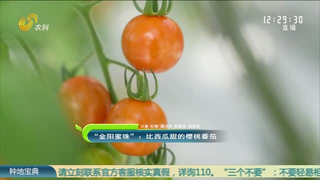 “金阳蜜珠”：比西瓜甜的樱桃番茄