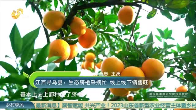 江西寻乌县：生态脐橙采摘忙 线上线下销售旺