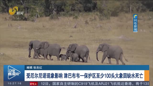 受厄尔尼诺现象影响 津巴布韦一保护区至少100头大象因缺水死亡