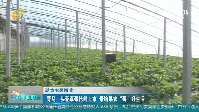 【助力农民增收】青岛：头茬草莓抢鲜上市 带给果农“莓”好生活
