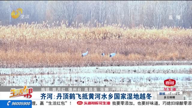 齐河：丹顶鹤飞抵黄河水乡国家湿地越冬