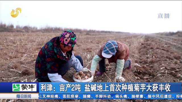 利津：亩产2吨 盐碱地上首次种植菊芋大获丰收