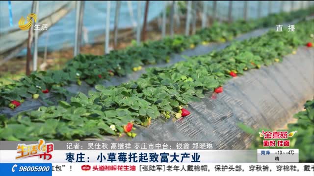 枣庄：小草莓托起致富大产业