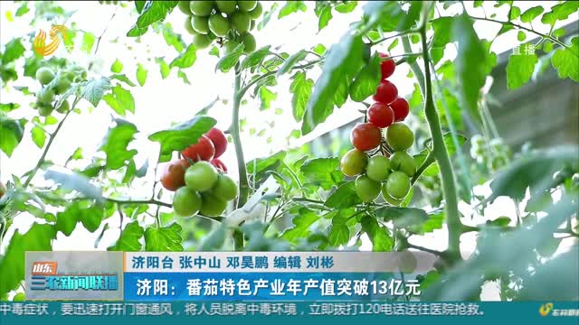 【番茄创意生活节】济阳：番茄特色产业年产值突破13亿元