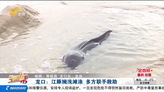龙口：江豚搁浅滩涂 多方联手救助