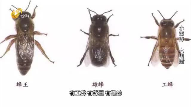 20231224《名医话健康》：孙洪福——小蜜蜂 大用途