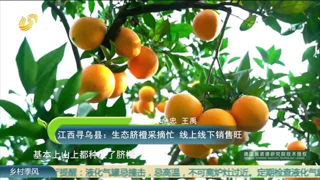 江西寻乌县：生态脐橙采摘忙 线上线下销售旺