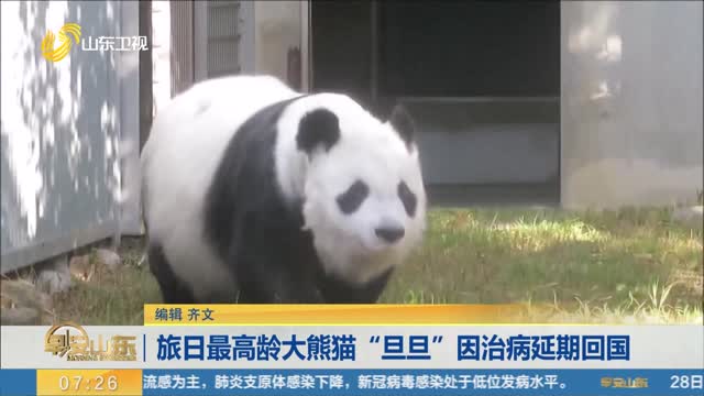 旅日最高龄大熊猫“旦旦”因治病延期回国