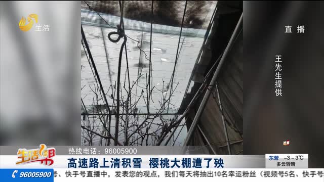 【重磅】高速路上清积雪 樱桃大棚遭了殃