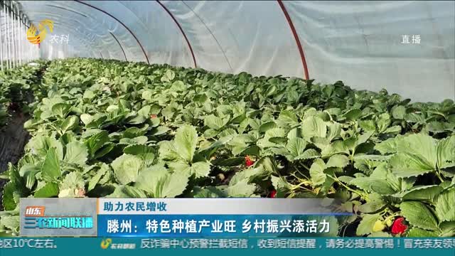 【助力农民增收】滕州：特色种植产业旺 乡村振兴添活力