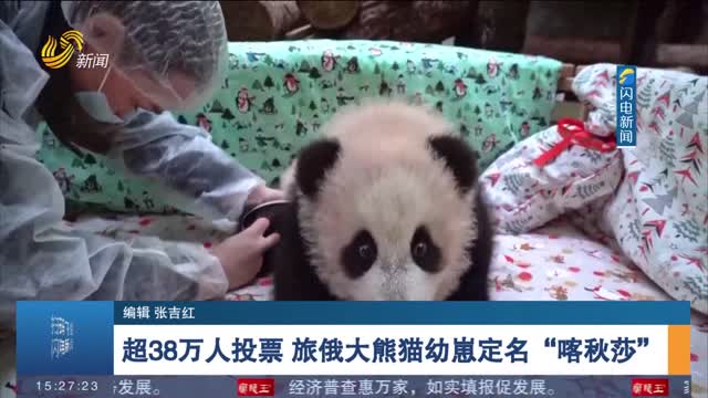 超38万人投票 旅俄大熊猫幼崽定名“喀秋莎”