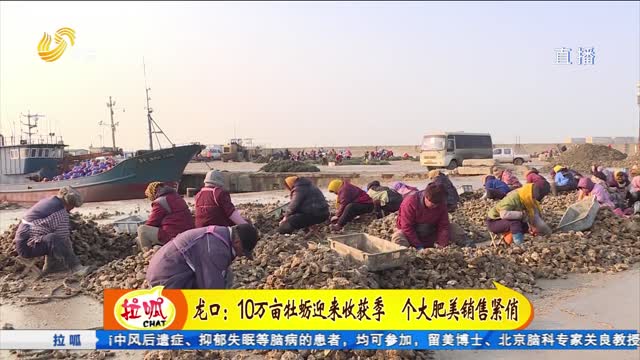 龙口：10万亩牡蛎迎来收获季 个大肥美销售紧俏