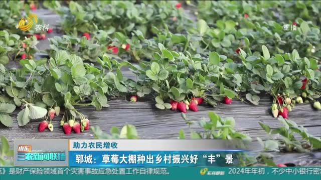 【助力农民增收】郓城：草莓大棚种出乡村振兴好“丰”景