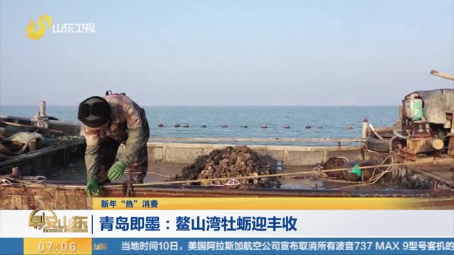 【新年“热”消费】青岛即墨：鳌山湾牡蛎迎丰收