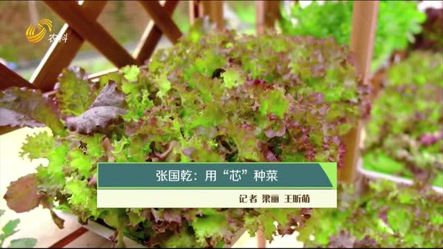 张国乾：用“芯”种菜