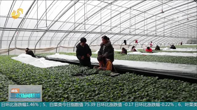 【冬季蔬菜管理】兰陵：农技人员做指导 早春蔬菜育苗忙