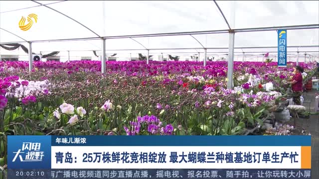 【年味儿渐浓】青岛：25万株鲜花竞相绽放 最大蝴蝶兰种植基地订单生产忙