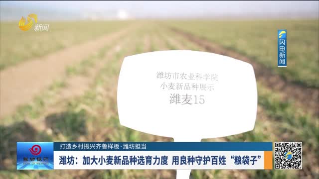 【打造乡村振兴齐鲁样板·潍坊担当】潍坊：加大小麦新品选育力度 用良种守护百姓“粮袋子”