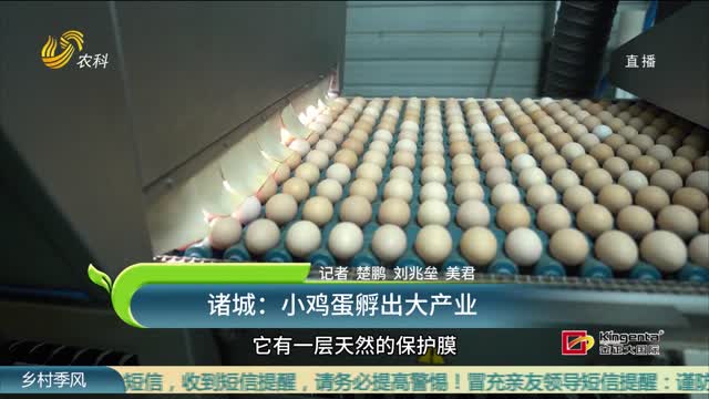 诸城：小鸡蛋孵出大产业