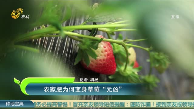 农家肥为何变身草莓“元凶”