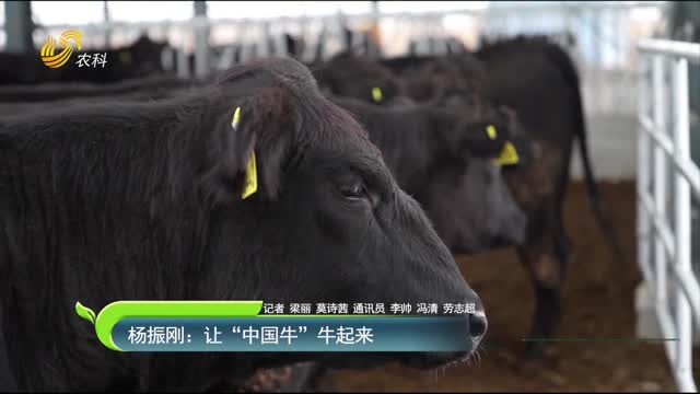 杨振刚：让“中国牛”牛起来