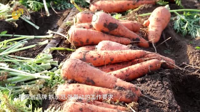 中国蔬菜协会胡萝卜专业委员会在寿光成立