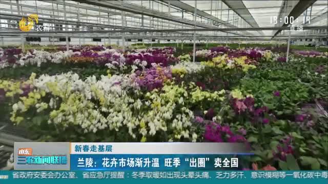 【新春走基层】兰陵：花卉市场渐升温 旺季“出圈”卖全国