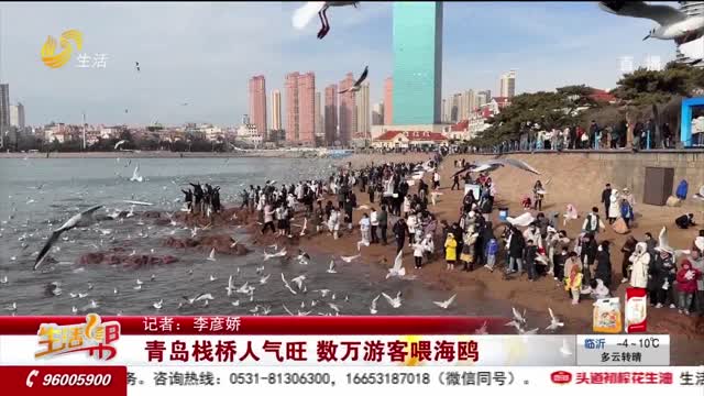 青岛栈桥人气旺 数万游客喂海鸥