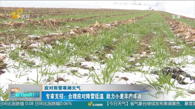 【应对雨雪寒潮天气】专家支招：合理应对降雪低温 助力小麦丰产丰收