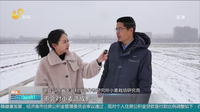 【应对雨雪寒潮天气】省农科院专家“一线”支招冬小麦田间管理
