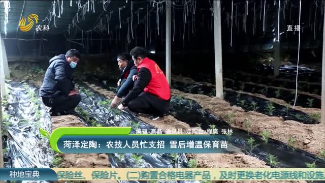 菏泽定陶：农技人员忙支招 雪后增温保育苗