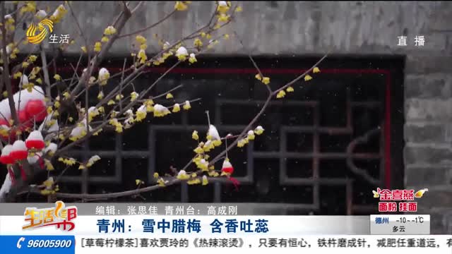 青州：雪中腊梅 含香吐蕊